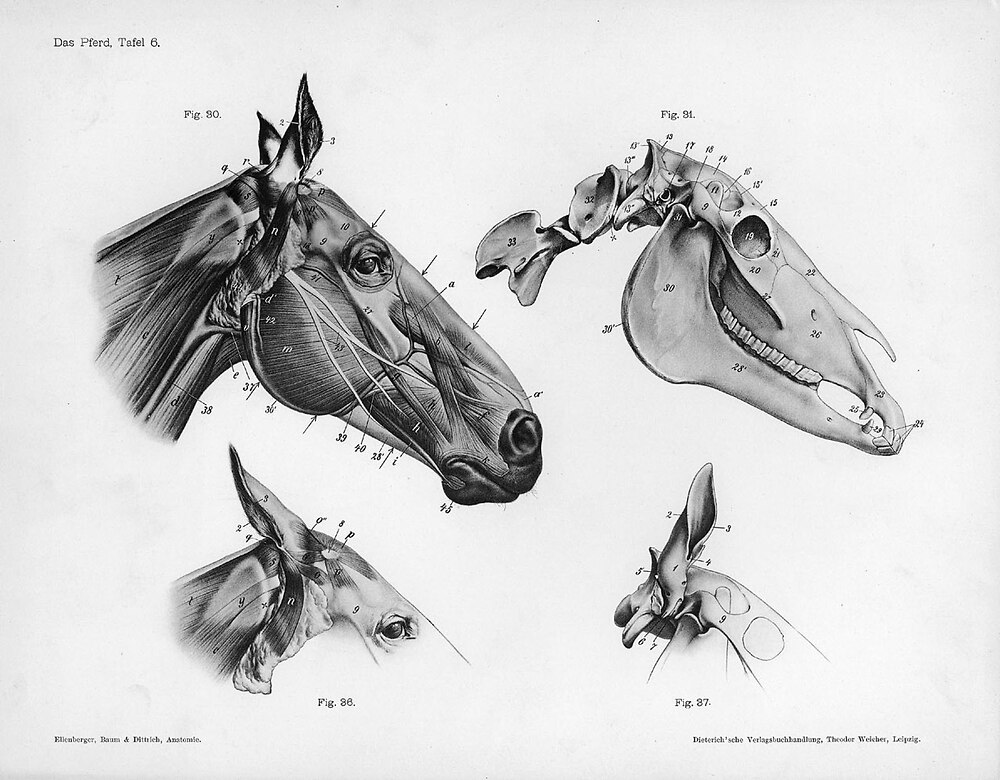 Animal anatomical engraving, horse’s head, from the Handbuch der Anatomie der Tiere für Künstler, c. 1889