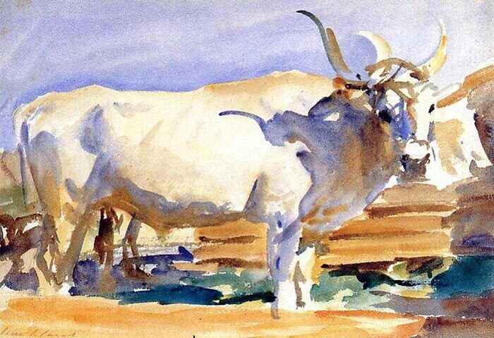 Bœuf blanc à Sienne, aquarelle, 1910