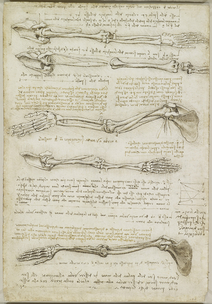 Bones of the arms (c. 1510)