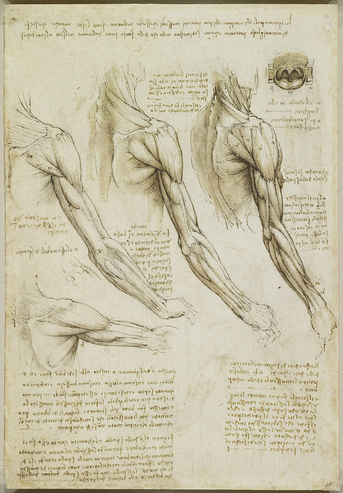 Arms, muscles of the shoulder arm and neck, back/side view