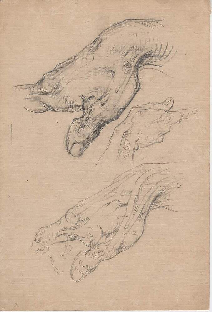 Hand, thumb, details, pencil on paper, 1920, ©George B. Bridgman/Sterling Publishing Company, Inc. (1- long extensor of the thumb; 2- short extensor of the thumb; 3- long abductor of the thumb