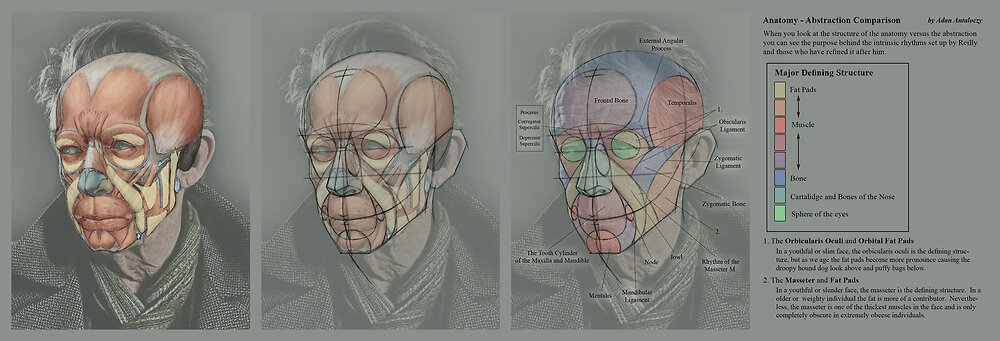 Reilly rhythms of the face, correlated with anatomical details