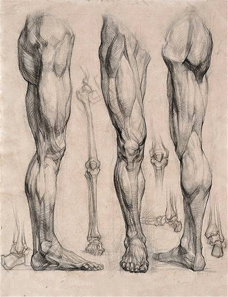 Leg anatomy study, from the Glazunov Academy (Академия И.Глазунова)