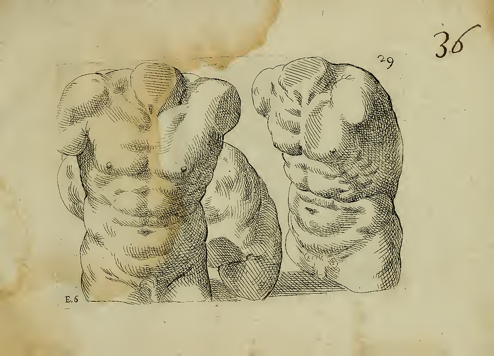 Torso, front; page 61 of the The True Method and Order to Draw All Parts and Limbs of the Human Body